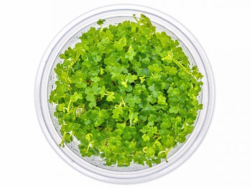 Kleinblättriger Wassernabel - Hydrocotyle tripartita ´Mini´ in vitro